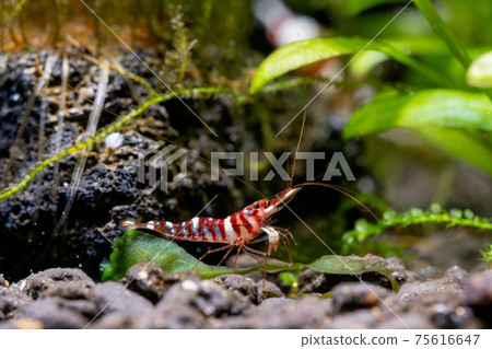 Tigri sulawesi dwarf shrimp stay near rock and aquatic plant also look for food in aquatic soil Tigri sulawesi dwarf shrimp stay near rock and aquatic plant also look for food in aquatic soil 75616647