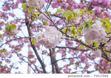 Sakurashinmachi, a tree-lined road with double cherry blossoms 75617088