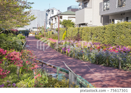 春季目黑河綠道 75617301