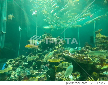 水族館的巨大坦克 水族館的巨大坦克 75617347
