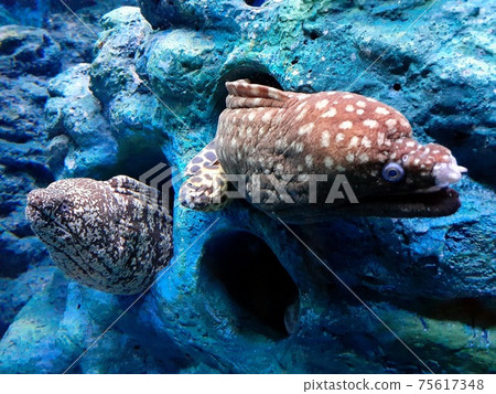 海鰻的外觀 海鰻的外觀 75617348