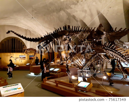 恐龍博物館化石展覽 恐龍博物館化石展覽 75617349