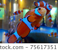 銀蓮花魚 75617351