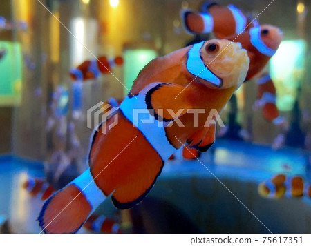 銀蓮花魚 銀蓮花魚 75617351