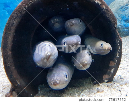海鰻外觀 海鰻外觀 75617352