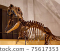 Tarbosaurus化石展覽 75617353