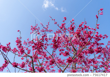 Full bloom cold scarlet cherry blossoms, early spring blue sky and white clouds a-1 75617417