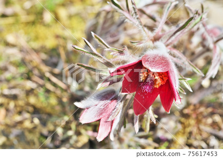 紅牛花 紅牛花 75617453