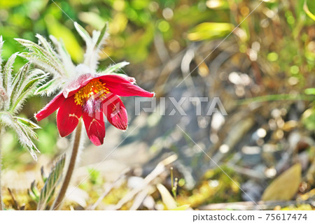 Red ox flower Red ox flower 75617474