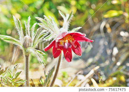 紅牛花 紅牛花 75617475