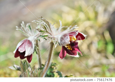 Red ox flower 75617476