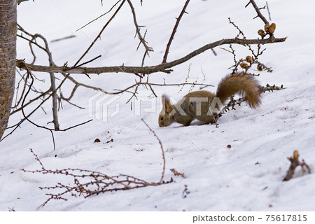 埃佐里斯在雪地上尋找食物 75617815