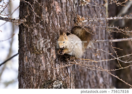 伊佐瑞斯咬在一棵樹上的松果 伊佐瑞斯咬在一棵樹上的松果 75617816