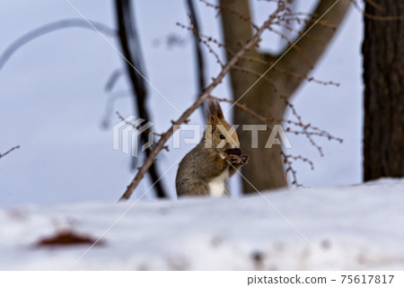 埃佐里斯在雪地上咬松果 75617817