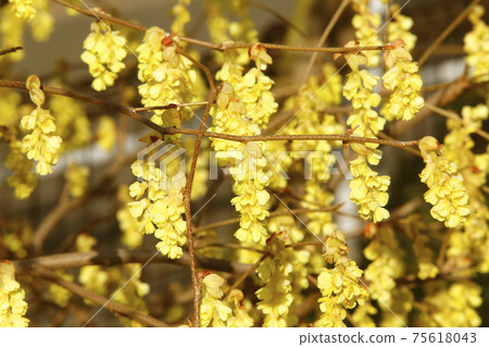 Tosamizuki with beautiful yellow flowers 75618043
