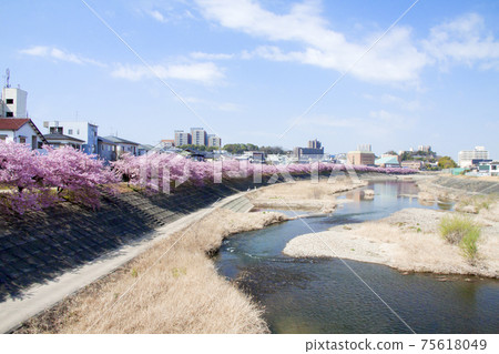 岡崎市音川青櫻(川津櫻) 岡崎市音川青櫻(川津櫻) 75618049
