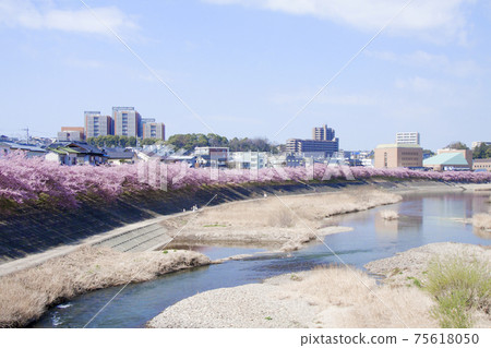 岡崎市音川青櫻(川津櫻) 岡崎市音川青櫻(川津櫻) 75618050