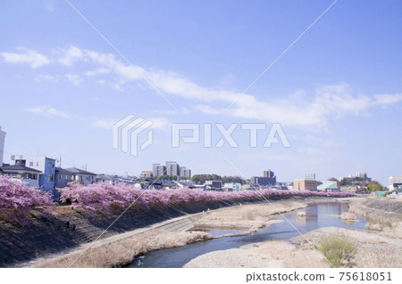 岡崎市音川青櫻(川津櫻) 岡崎市音川青櫻(川津櫻) 75618051