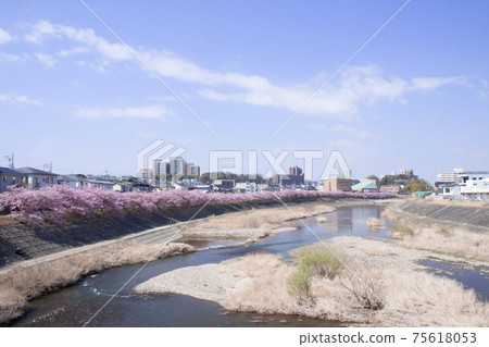Okazaki City Otogawa Aoisakura (Kawazu Sakura) 75618053