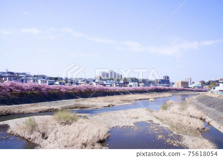 Okazaki City Otogawa Aoisakura (Kawazu Sakura) 75618054