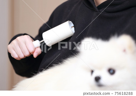 一個女人用滾筒清潔衣服的女人,因為她抱著狗博美犬時掉頭髮 一個女人用滾筒清潔衣服的女人,因為她抱著狗博美犬時掉頭髮 75618288
