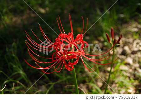 叢生的孤挺花，在田間盛開的紅色花朵 75618317