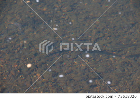 深秋matanago(男) 深秋matanago(男) 75618326