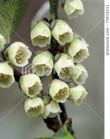 歐亞花的開花 歐亞花的開花 75618331