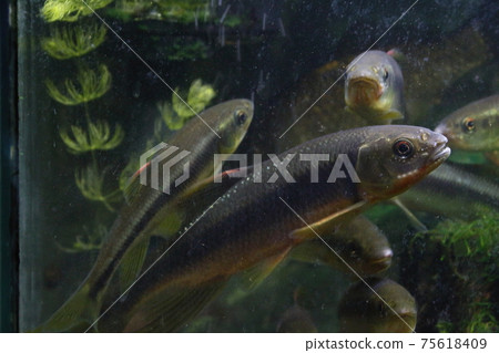 Chub 75618409