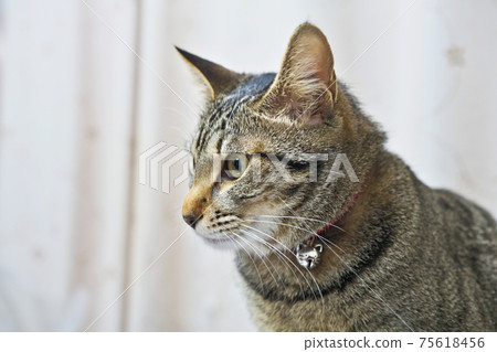 Living cat Living cat 75618456