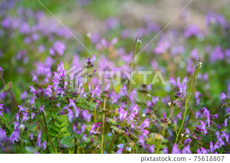早春生長在陰涼處的Henbit Deadnettle 2 早春生長在陰涼處的Henbit Deadnettle 2 75618807