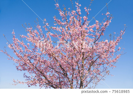 Kawazu cherry tree Kawazu cherry tree 75618985