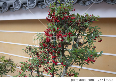 紅果火棘 紅果火棘 75618998