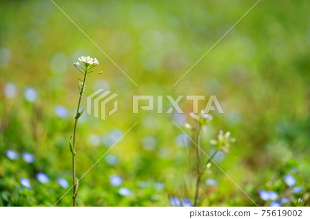 Spring wildflower, shepherd's purse Spring wildflower, shepherd's purse 75619002