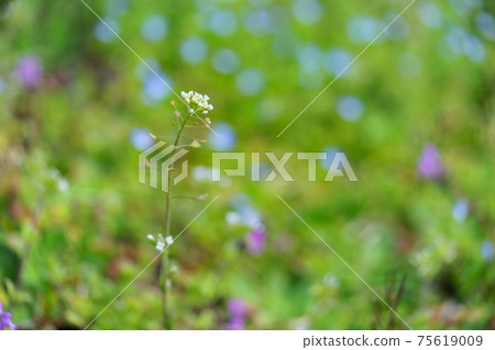 早春的野花1 早春的野花1 75619009