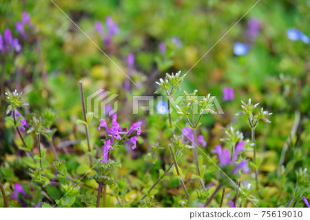 Wildflowers in early spring 2 Wildflowers in early spring 2 75619010