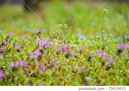 Wildflowers in early spring 13 Wildflowers in early spring 13 75619011