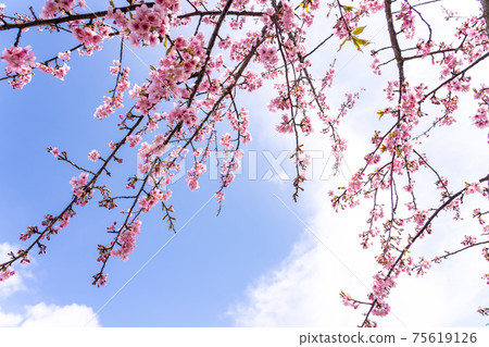 三重縣松阪市Ka松川津櫻花分公司在蔚藍的天空中閃耀 三重縣松阪市Ka松川津櫻花分公司在蔚藍的天空中閃耀 75619126