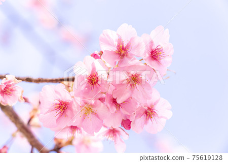 三重縣松阪市Ka松川津櫻花分公司在蔚藍的天空中閃耀 75619128