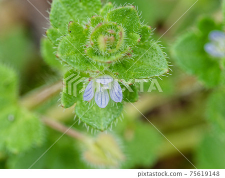 Plantain family Veronica hederifolia 75619148