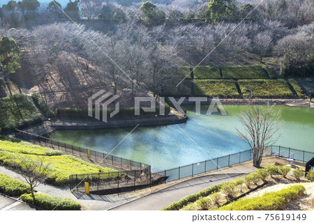 Atsugi Tsutsuji Hill Park, Atsugi City, Kanagawa Prefecture 75619149