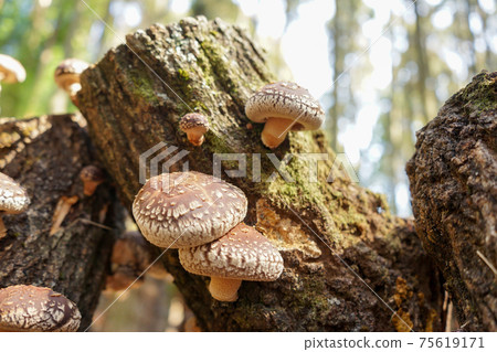 Ribbon shiitake 75619171