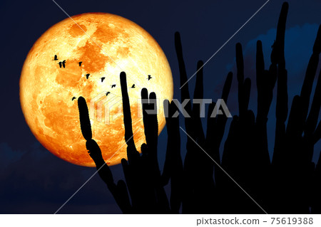 Super corn blood moon and silhouette cactus tree in the desert and bird flying on night sky 75619388