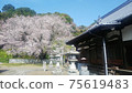 [Sakura] Kinryu Sakura, Shozenji Temple, Imabari City, Ehime Prefecture 75619483