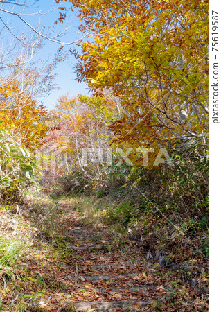 Autumn leaves forest and road (Oyama Kagamiganaru statue mountain) 75619587