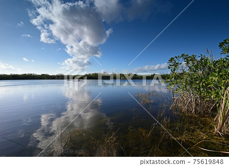 Nine Mile Pond afternoon cloudscape and reflections in Everglades National Park. 75619848