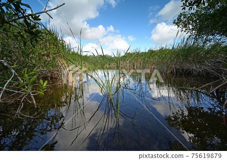 View from kayak amidst mangrove trees of Nine Mile Pond in Everglades NP. 75619879