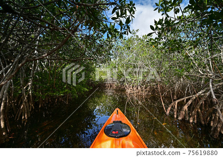 View from kayak amidst mangrove trees of Nine Mile Pond in Everglades NP. 75619880