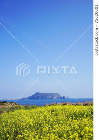 油菜花和城山日出峰 油菜花和城山日出峰 75620003