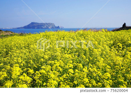 油菜花和城山日出峰 油菜花和城山日出峰 75620004